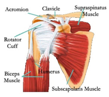 shoulder anatomy